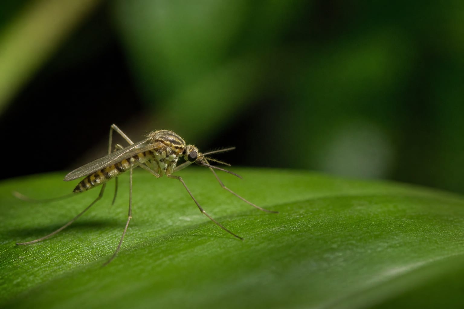 Virusul West Nile: cum ne protejăm și de ce au apărut cazuri mai devreme în acest an