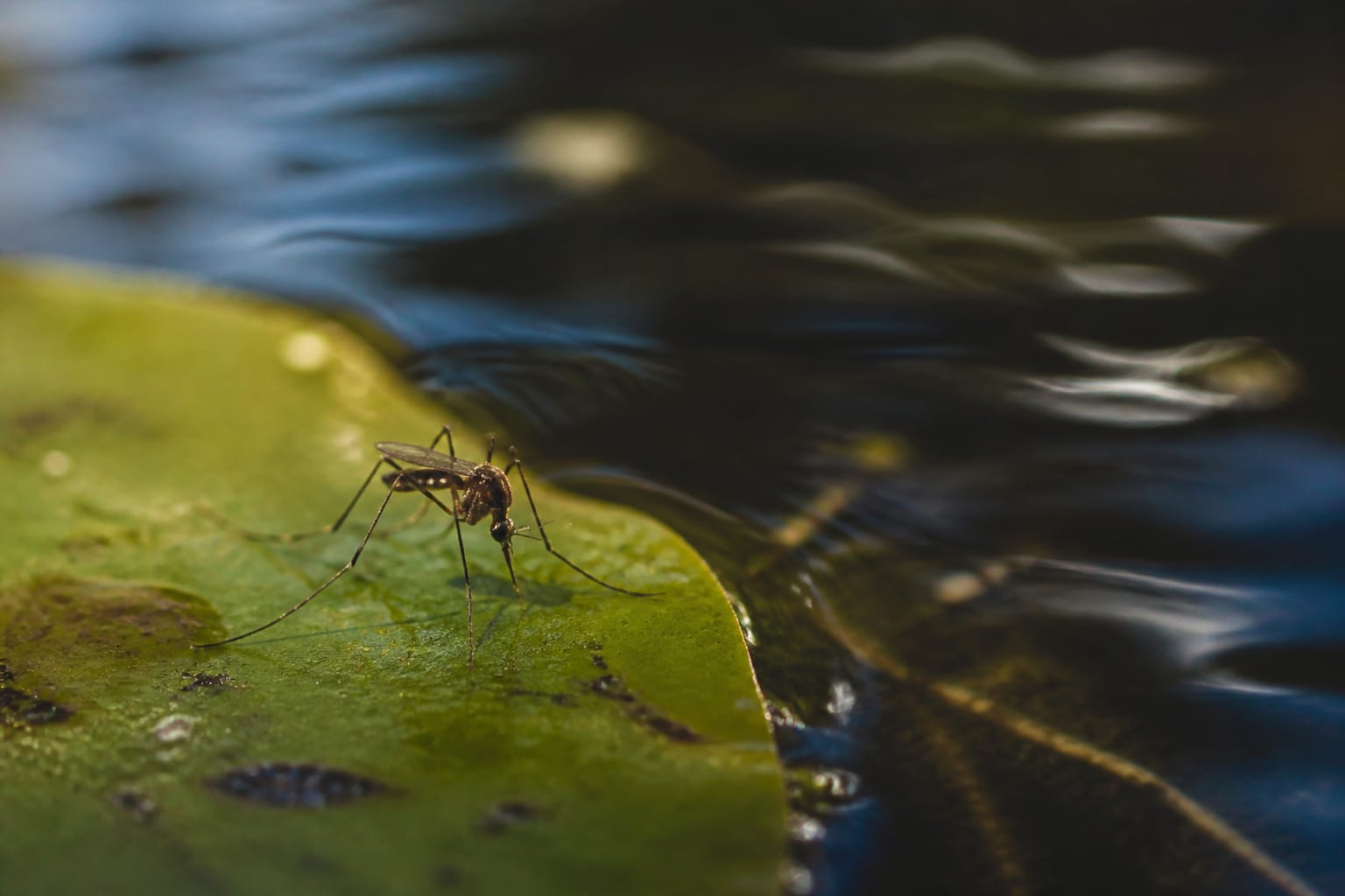 Virusul West Nile în România: 5 cazuri confirmate și care sunt persoanele la risc